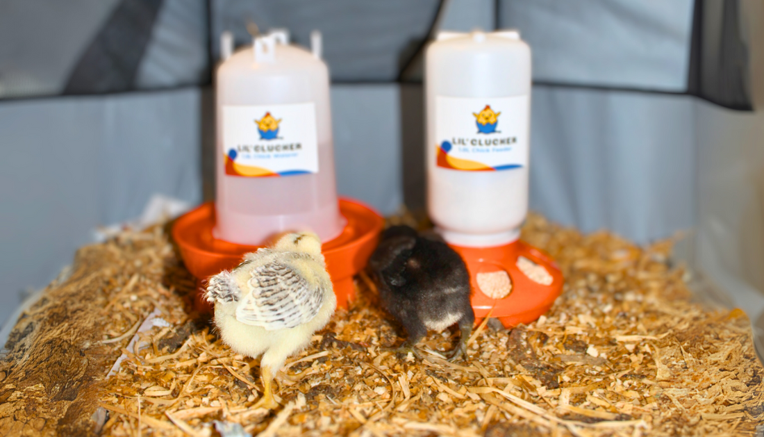 Raising Chicks on a Budget: Essential Tips for First-Time Keepers