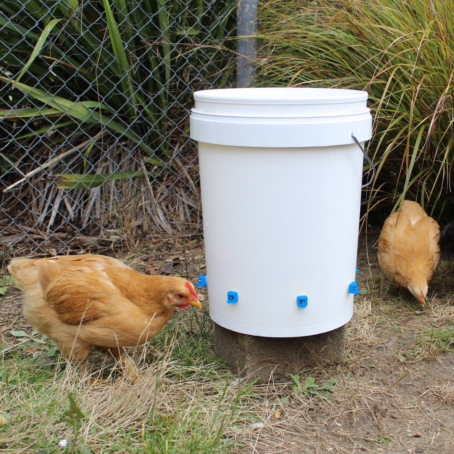 Horizontal Chicken Waterer Nipples - Pack of 15 (Blue) - Lil'Clucker