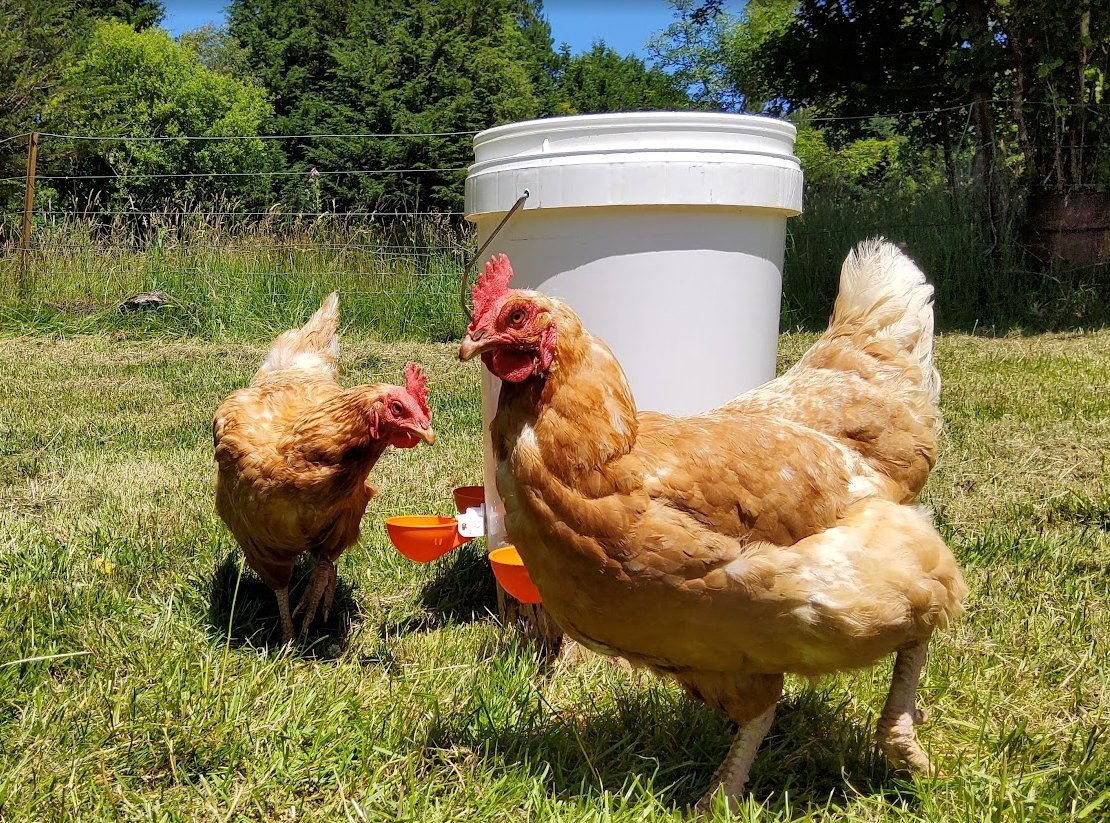 Two hens at a bucket waterer fitted with orange Lil’Clucker cups