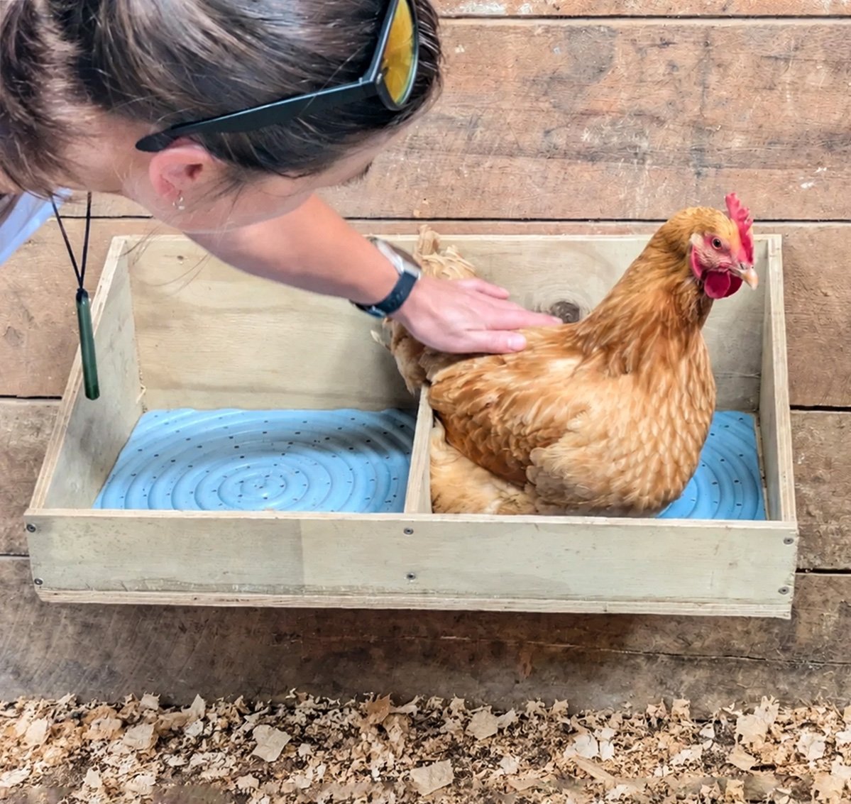 Jenine settling a buff hen onto blue washable nesting pads in the nest box
