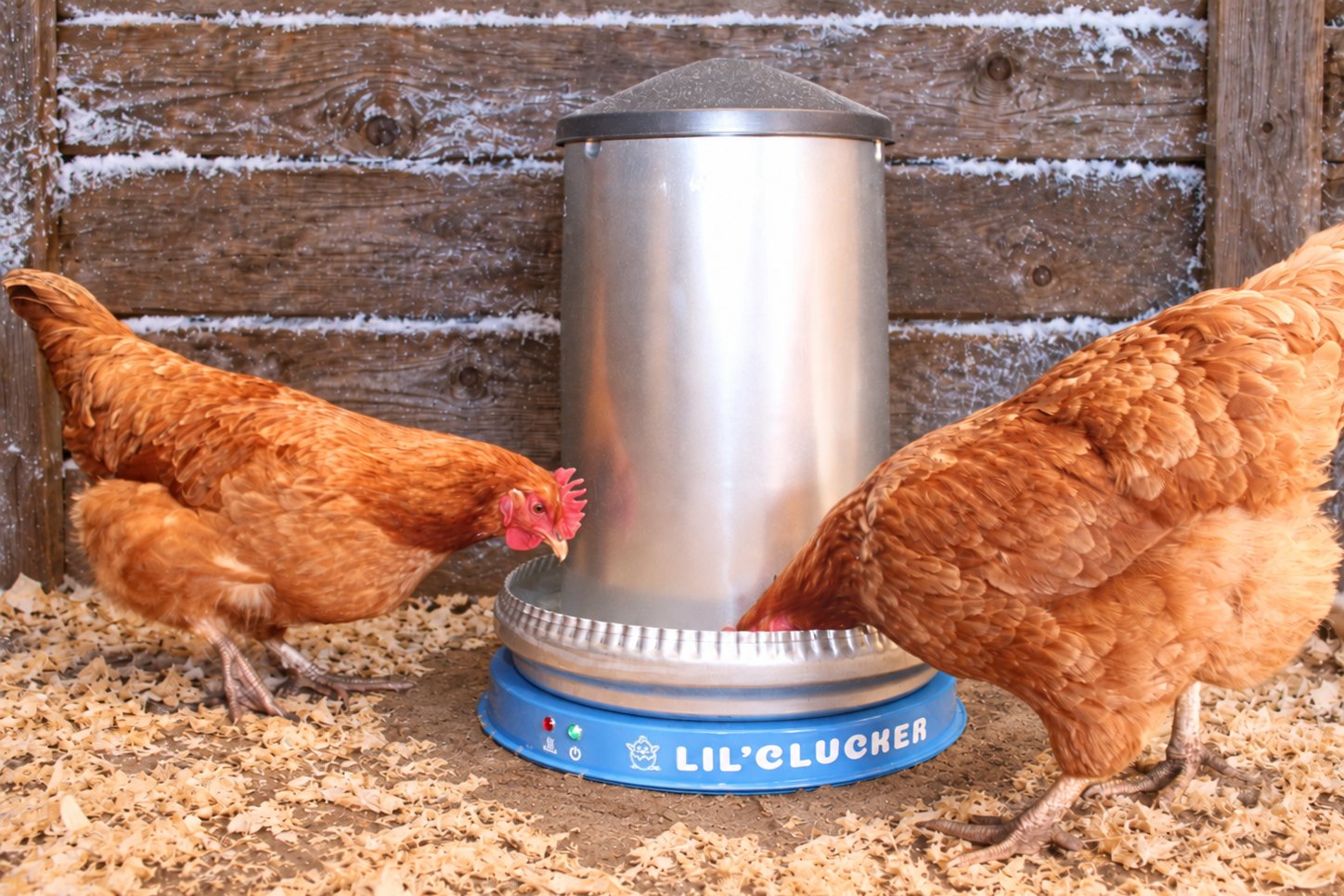 Two hens drinking from a metal fount sitting on a blue Lil'Clucker heated base in a frosty coop