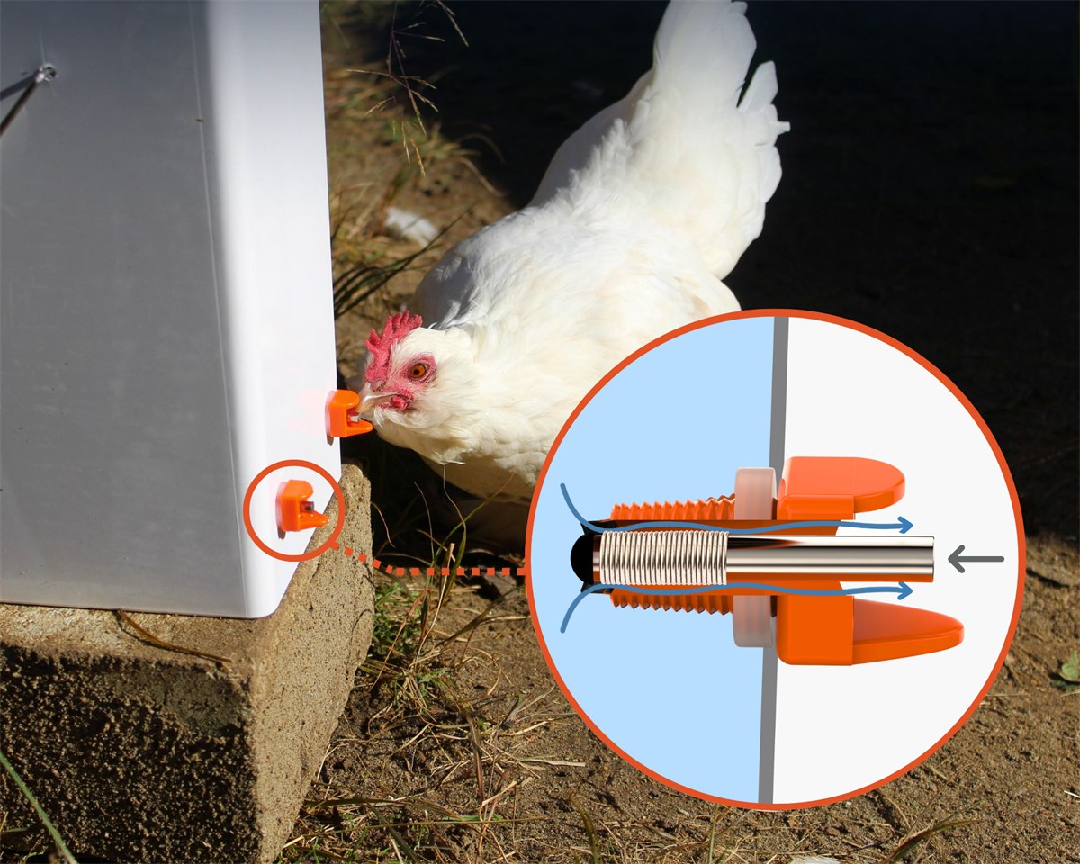 A hen drinking from a nipple fitted to the side of a container