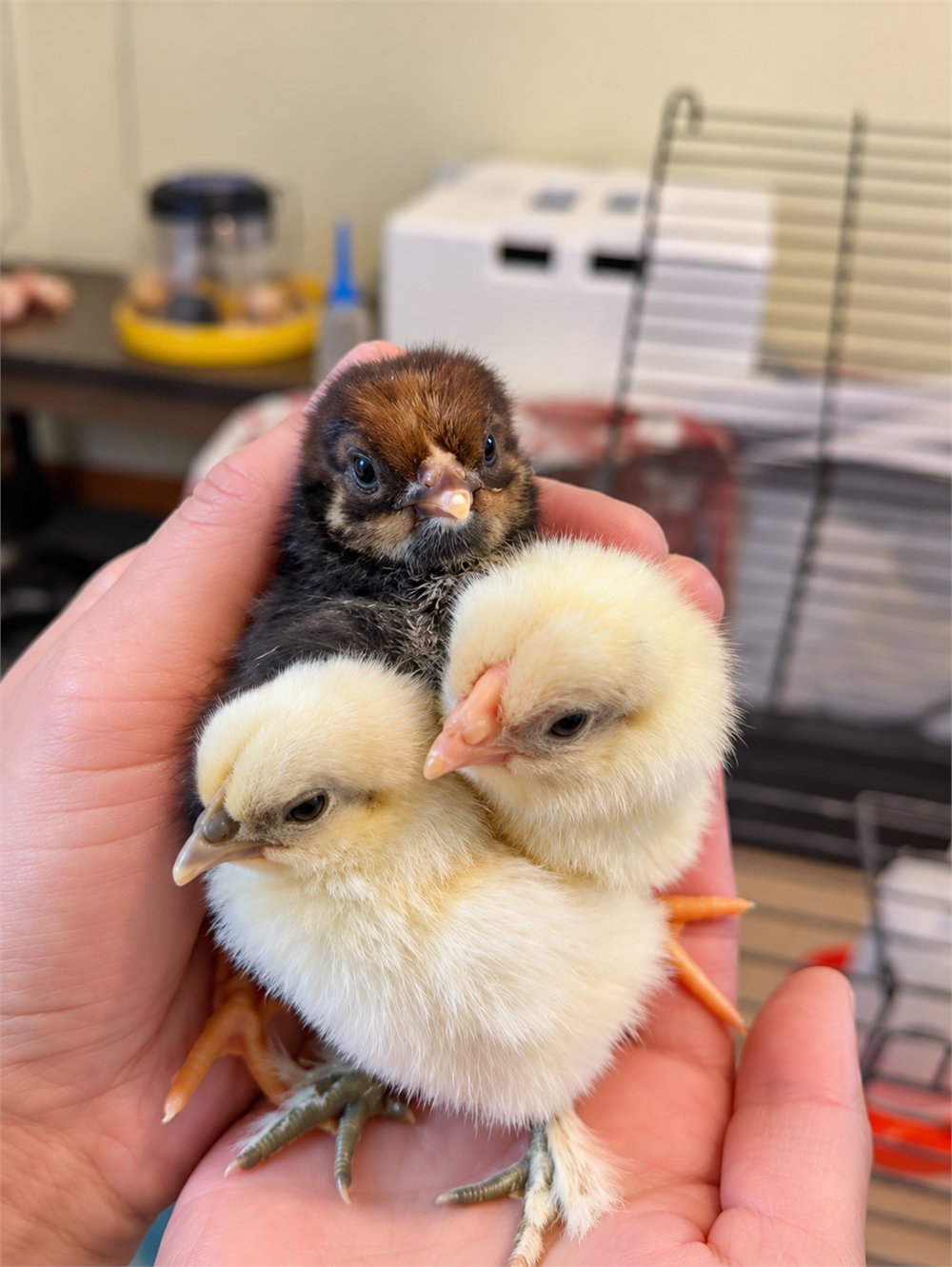 Three day-old chicks cupped in a hand beside the brooder