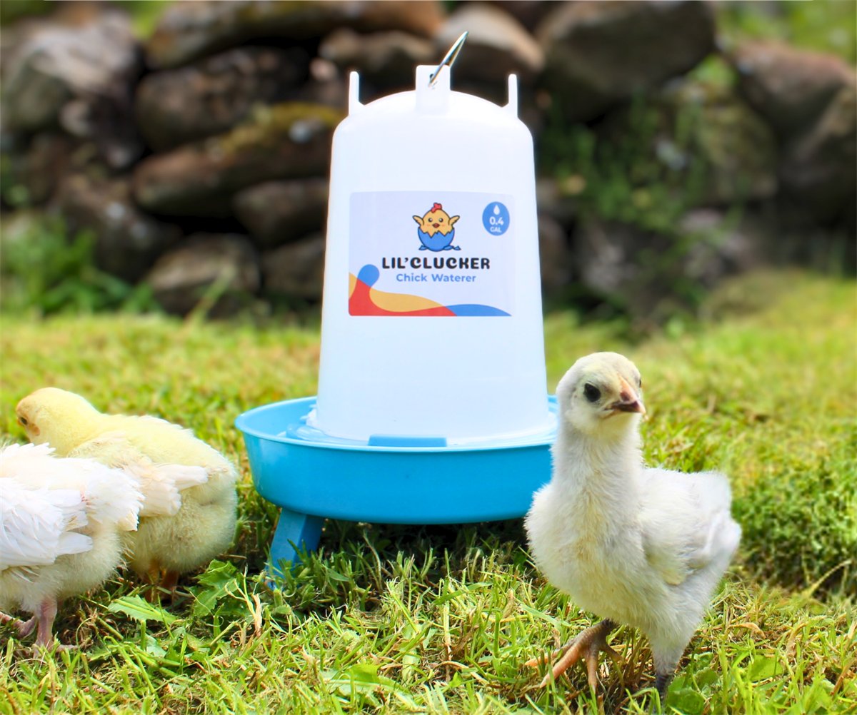 A chick drinking from the shallow moat of the waterer