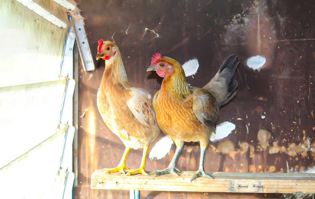 Chickens, Backyard Chickens, Beginner's Guide in Raising Chickens