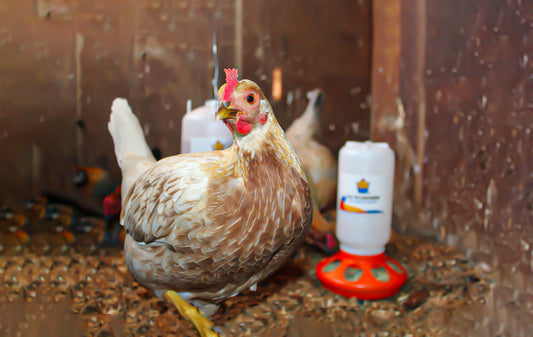 Chicken Coop, Coop Design