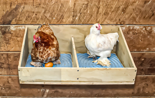 Benefits of Raising Chickens, Chickens, Eggs