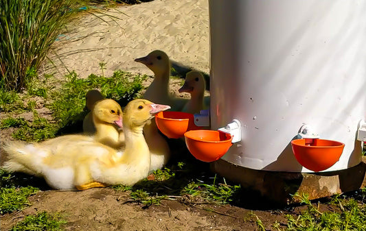 Ducks Drinking, Summer, Poultry Care