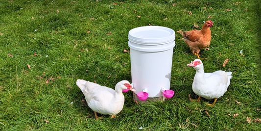 Six Signs Your Poultry Watering System Needs an Upgrade This Spring