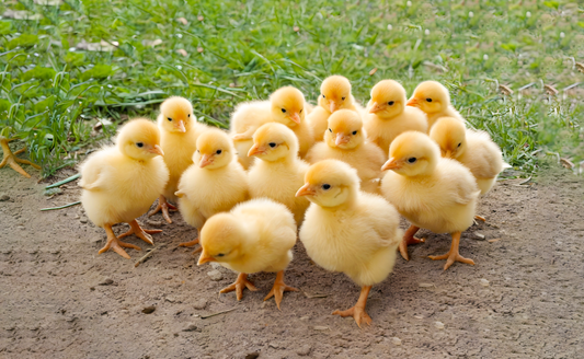 Chick Raising 101: A Step-by-Step Guide to Raising Healthy Chicks from Day-Old to Egg-Layer - Lil'Clucker