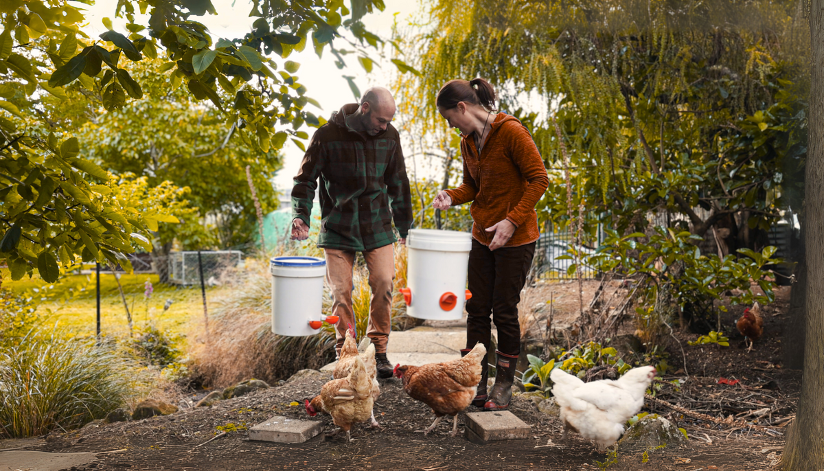 Effortless Backyard Chicken Keeping: A Must-Have for Homesteaders and New Poultry Keepers