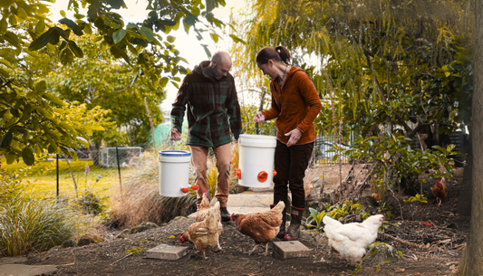 Effortless Backyard Chicken Keeping: A Must-Have for Homesteaders and New Poultry Keepers