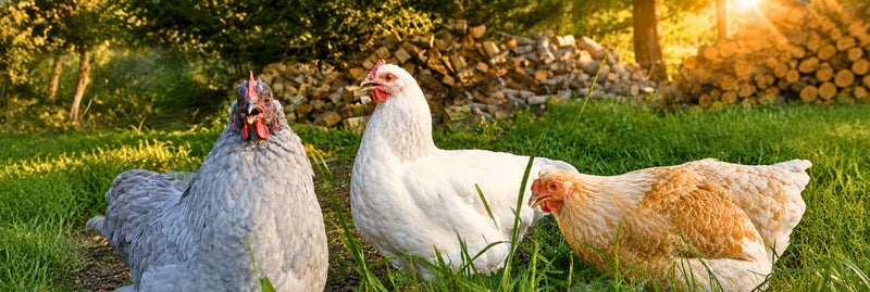 How to Stop Chickens From Overheating (Before It Becomes a Problem)