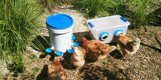 Backyard Poultry Health: The Role of Feeders and Drinkers - Lil'Clucker