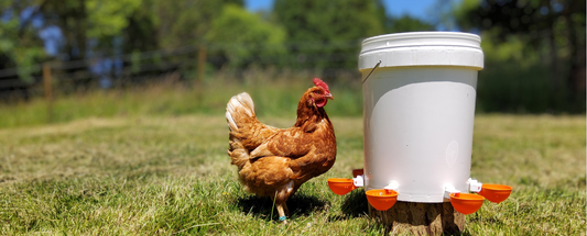 Proper Hydration for Poultry Blog - Chickens drinking on a waterer