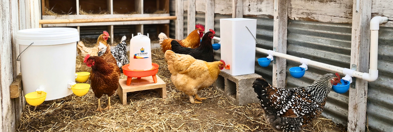 Why Chicken Waterers Fail (And How to Fix the Most Common Issues)