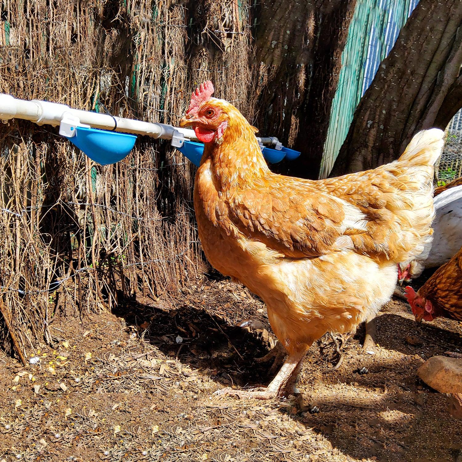 Large Automatic Chicken Waterer Cups and Tees - Pack of 5 (Blue) - Lil'Clucker