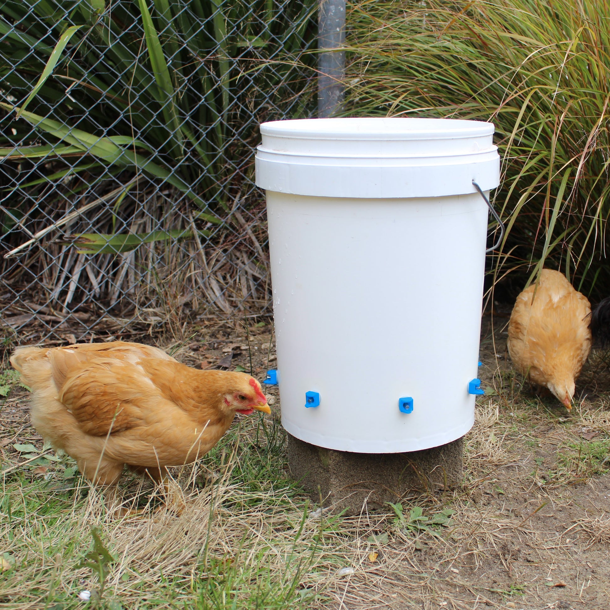 Horizontal Chicken Waterer Nipples - Pack of 15 (Blue) - Lil'Clucker