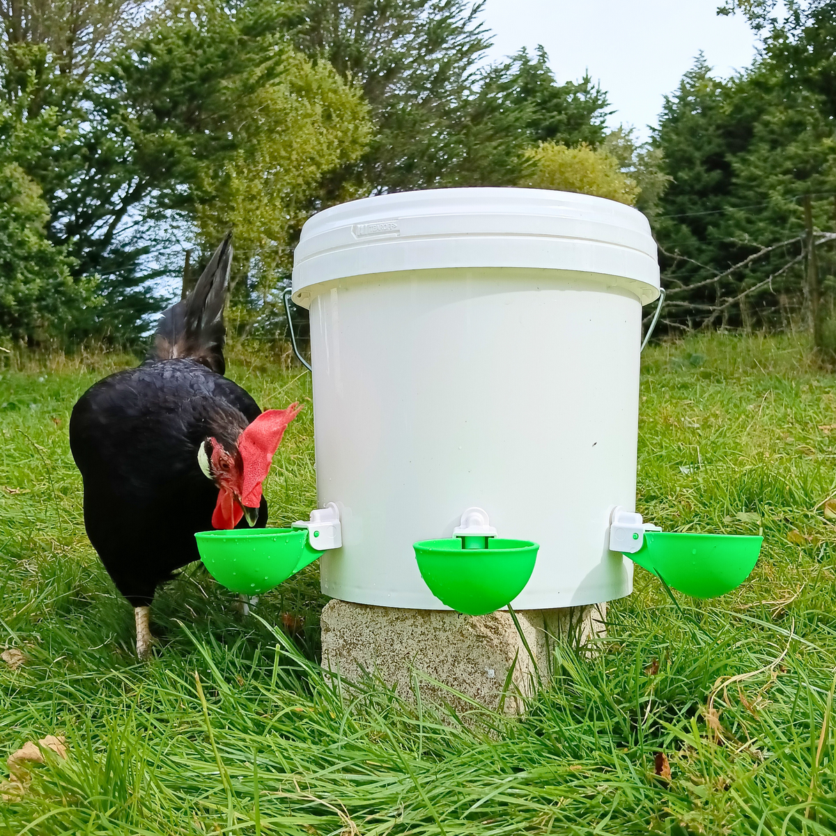 Large Automatic Chicken Waterer Cups - Green [Spring Collection] - Lil'Clucker