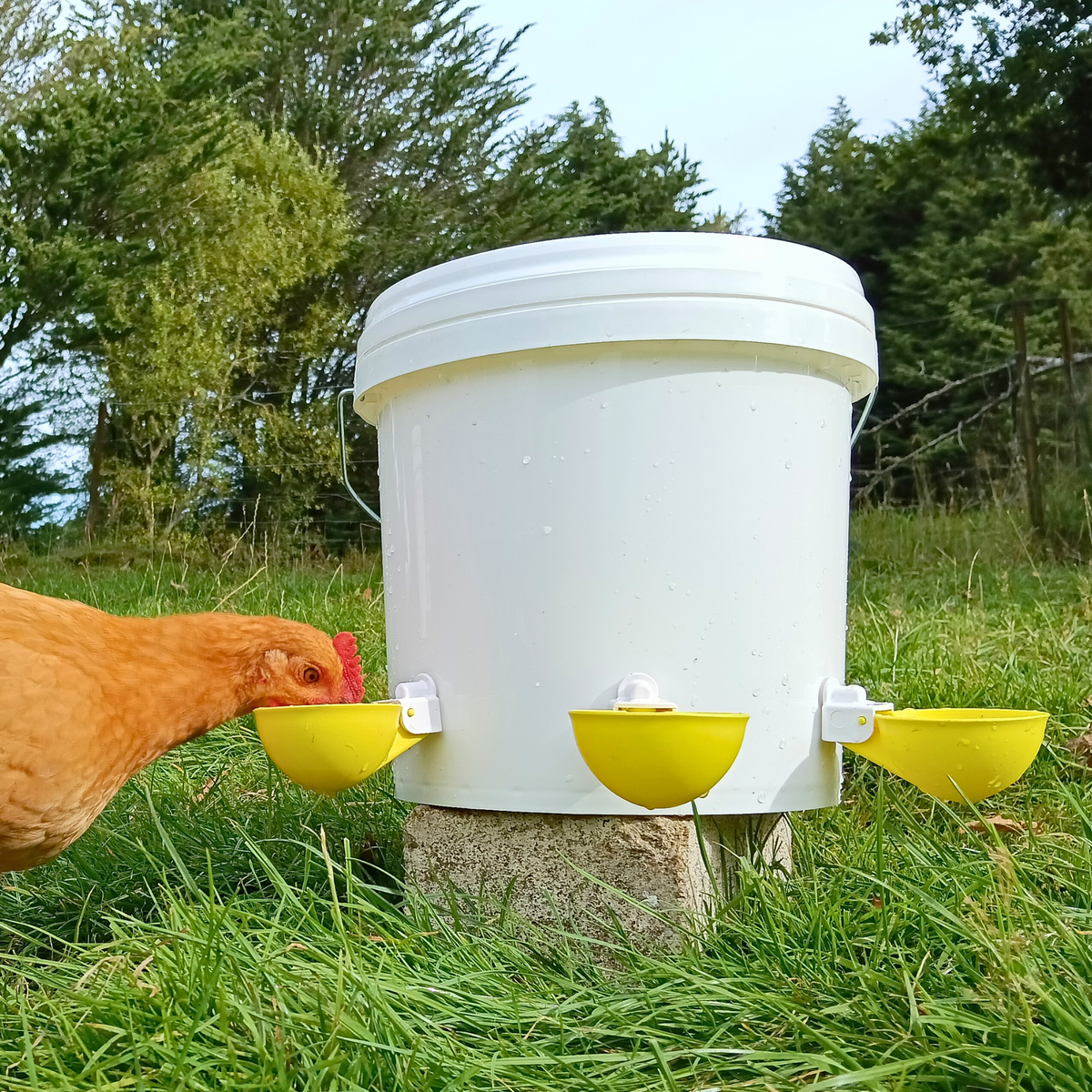 Large Automatic Chicken Waterer Cups - Yellow [Spring Collection] - Lil'Clucker