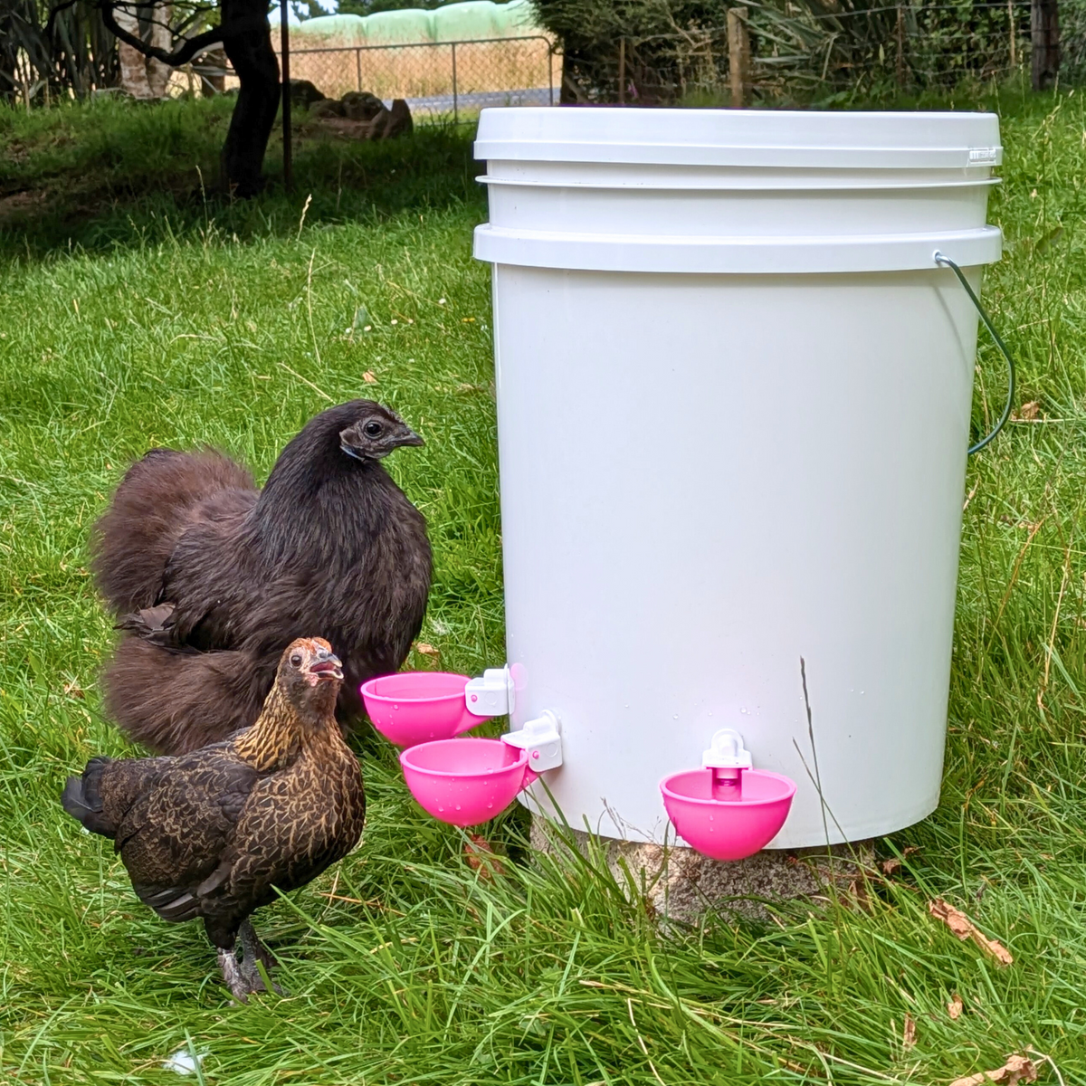 Large Automatic Chicken Waterer Cups - Pink [Spring Collection] - Lil'Clucker