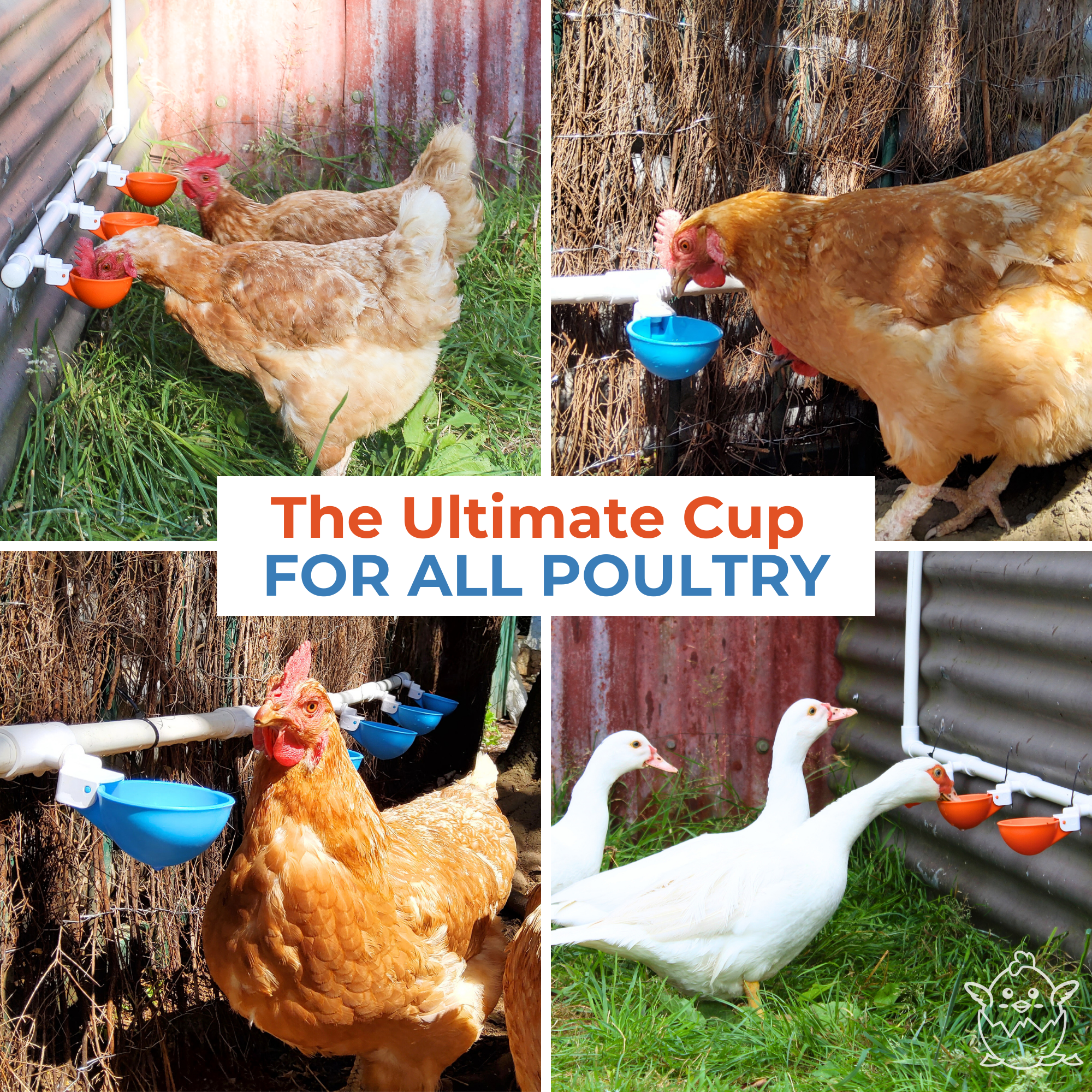 Large Automatic Chicken Waterer Cups & Tees (Orange) - Lil'Clucker