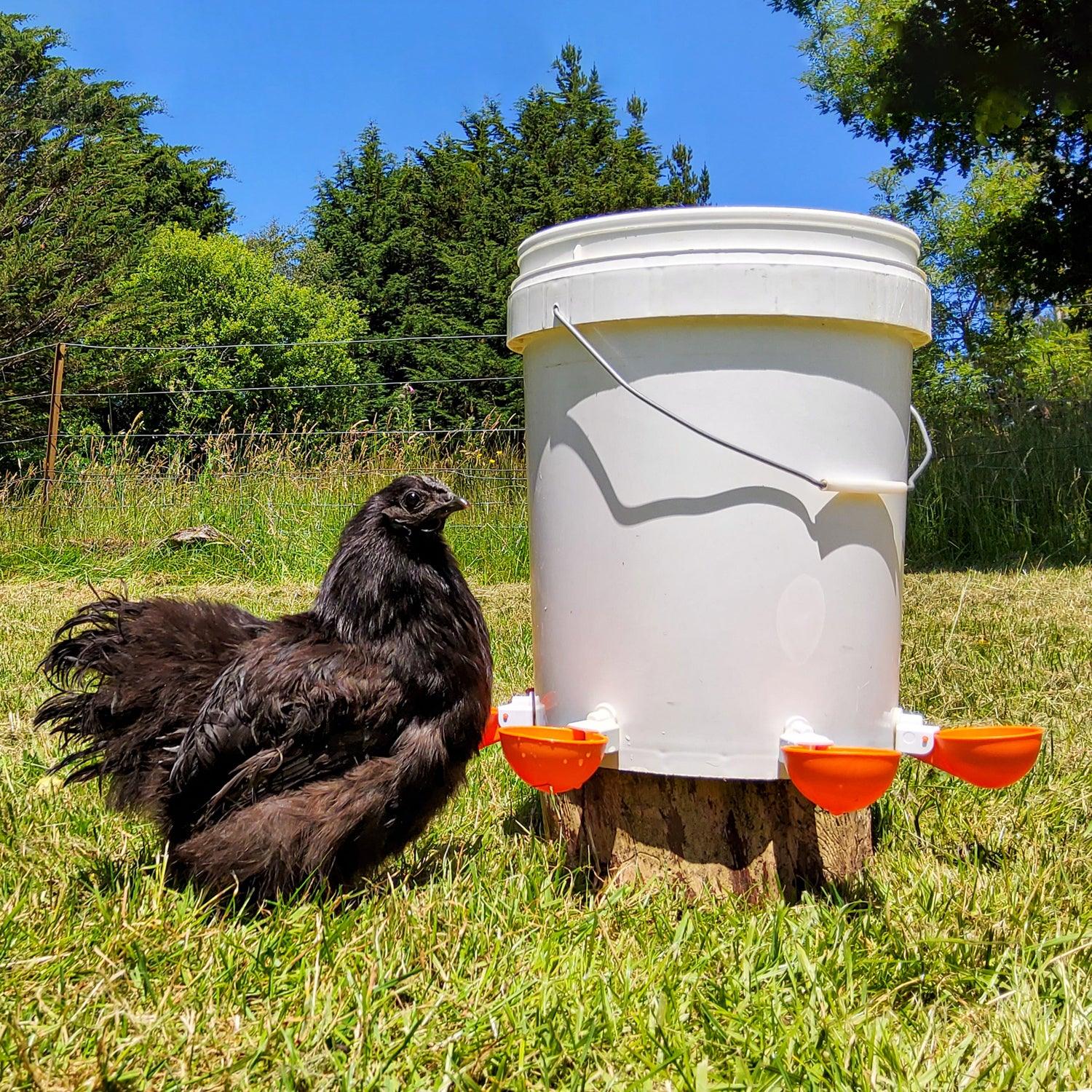 Large Automatic Chicken Waterer Cups - Pack of 5 (Orange) - Lil'Clucker