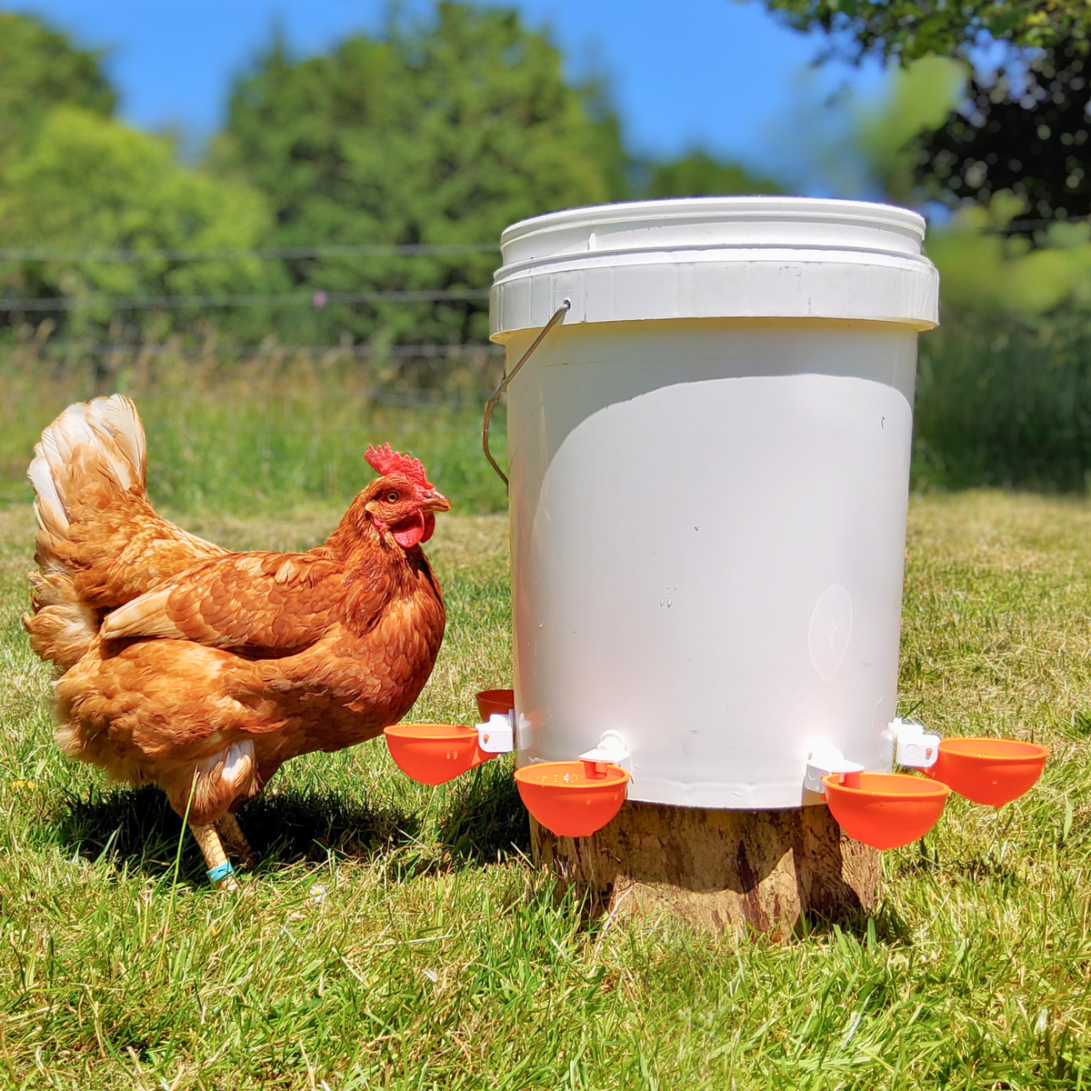 Large Automatic Chicken Waterer Cups (Orange) - Lil'Clucker
