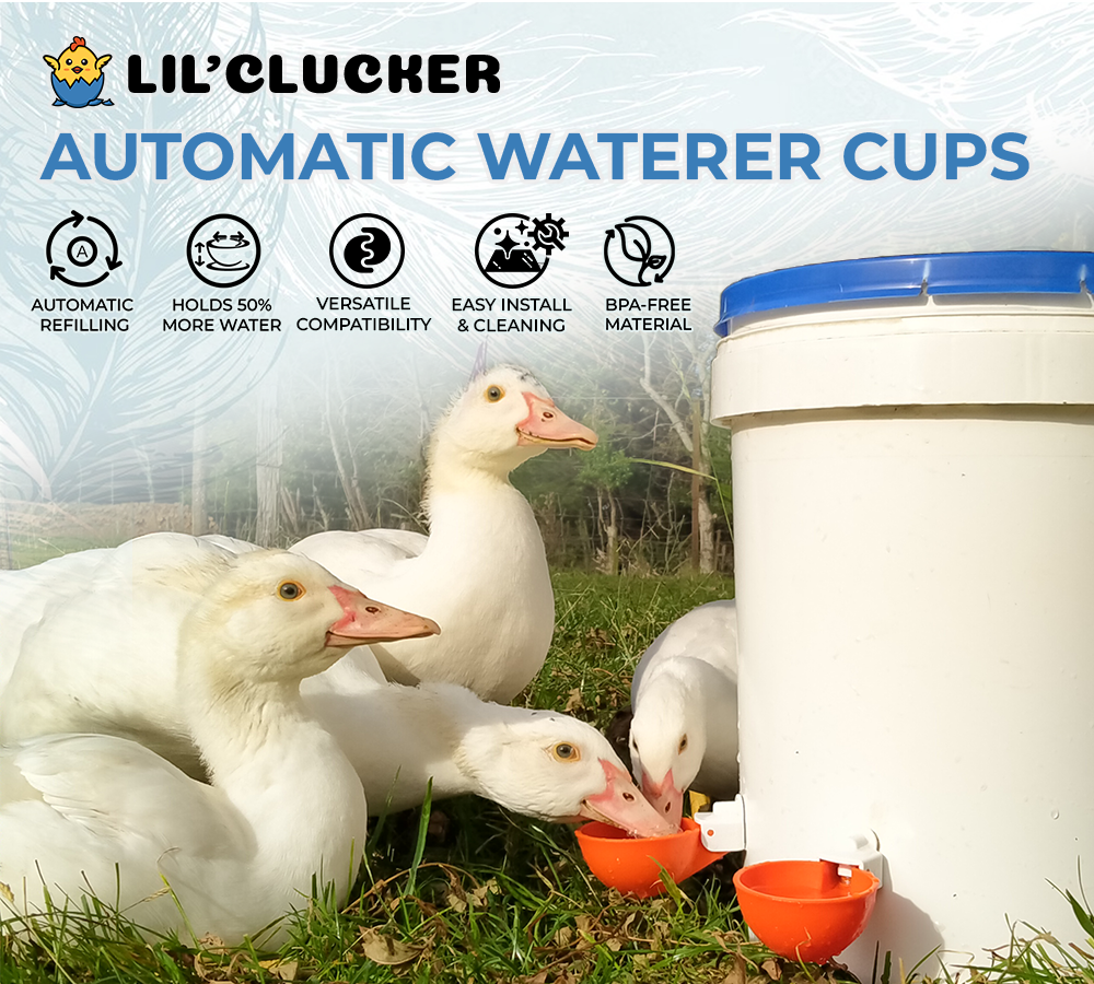 (5 Pack) Lil' Clucker Large Automatic Filling Poultry Waterer Cups, Auto  Watering Drinker System for Chickens, Ducks, Geese, Turkeys etc.