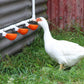 Large Automatic Chicken Waterer Cups and Tees - Pack of 5 (Orange) - Lil'Clucker