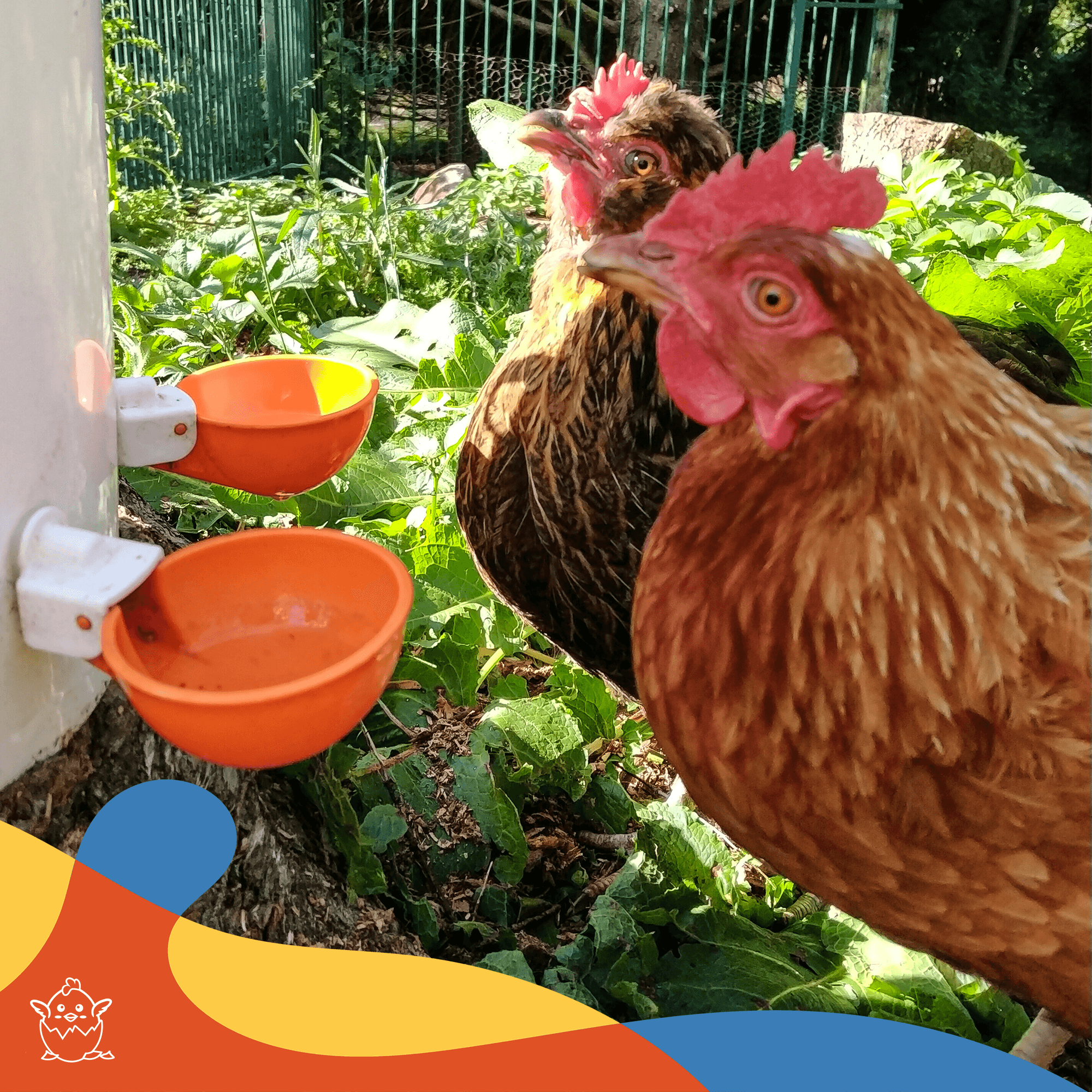 Large Automatic Chicken Waterer Cups - Pack of 5 (Orange) - Lil'Clucker
