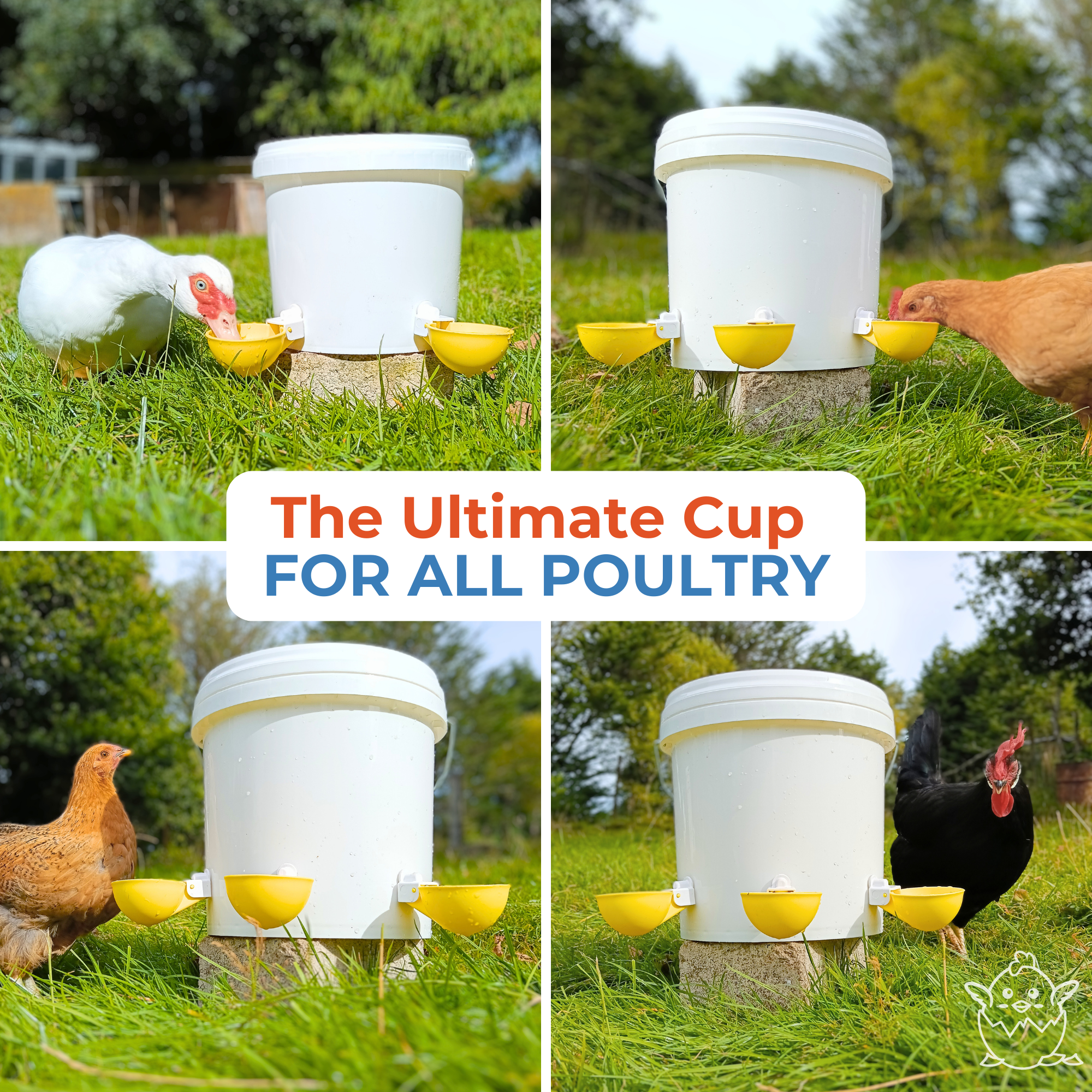 Large Automatic Chicken Waterer Cups - Yellow - Lil'Clucker