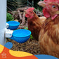 Large Automatic Chicken Waterer Cups - Pack of 5 (Blue) - Lil'Clucker