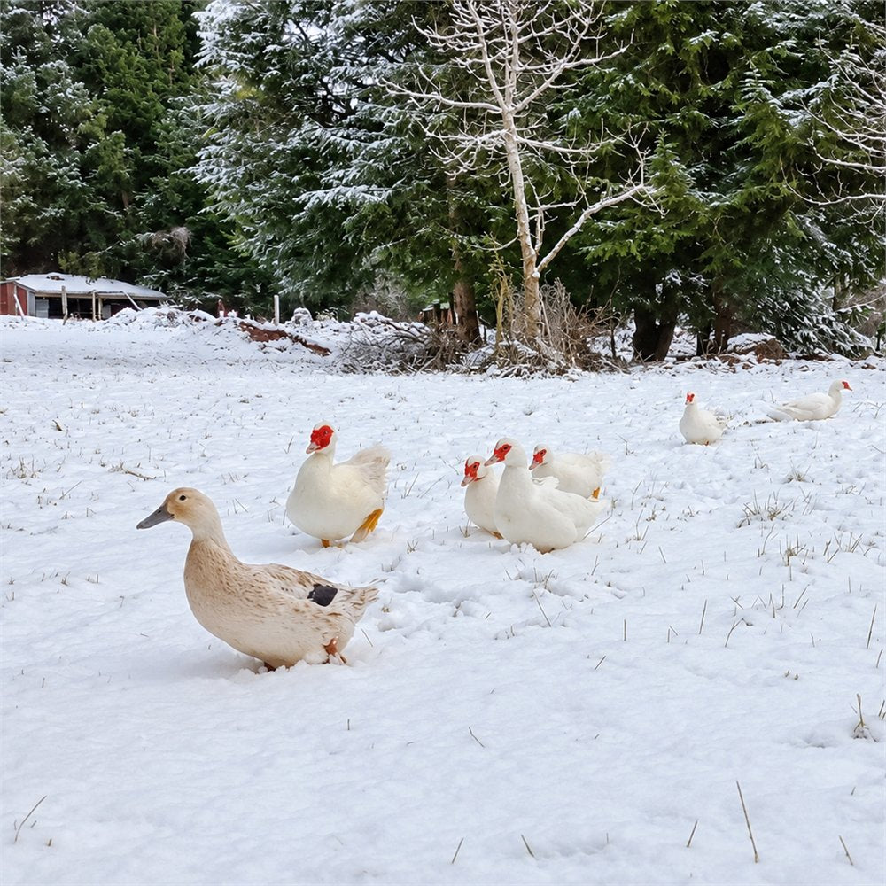 The ducks out on the snow-covered paddock in winter
