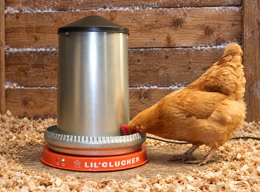 Hen drinking from a galvanized waterer on an orange Lil’Clucker heated base