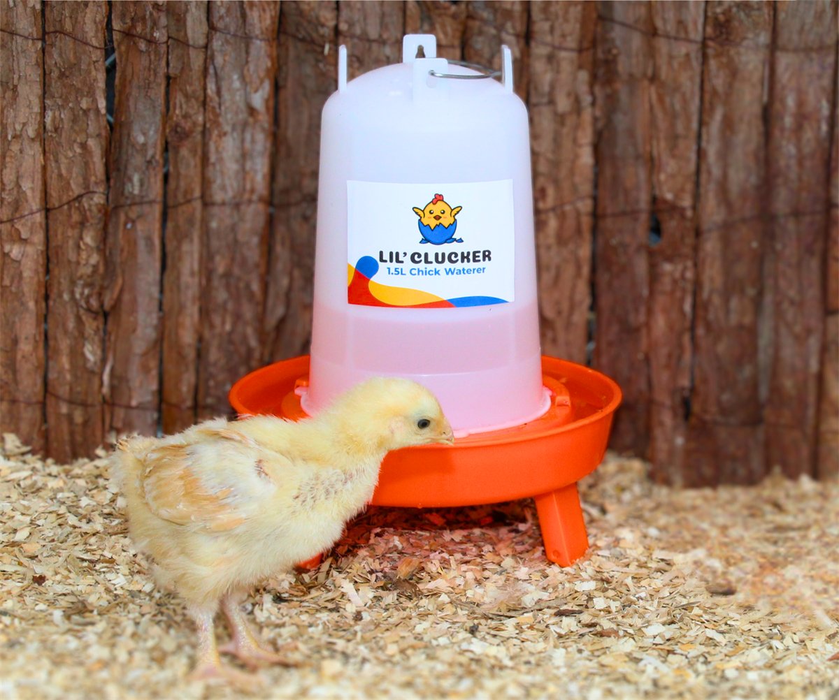A chick drinking from the shallow moat of the waterer