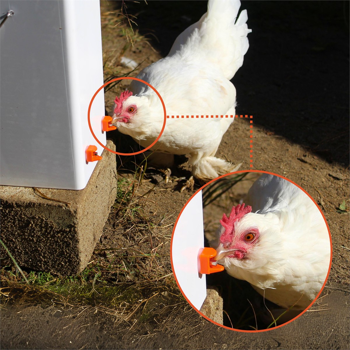 A hen pecking the pin of an orange nipple fitted to a container, with a close-up of the beak on the pin